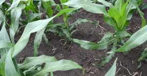 corn plot with skips in seed/plant distribution 