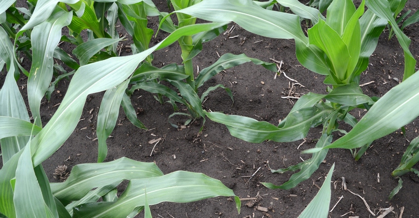 corn plot with skips in seed/plant distribution corn plot with skips in seed/plant distribution