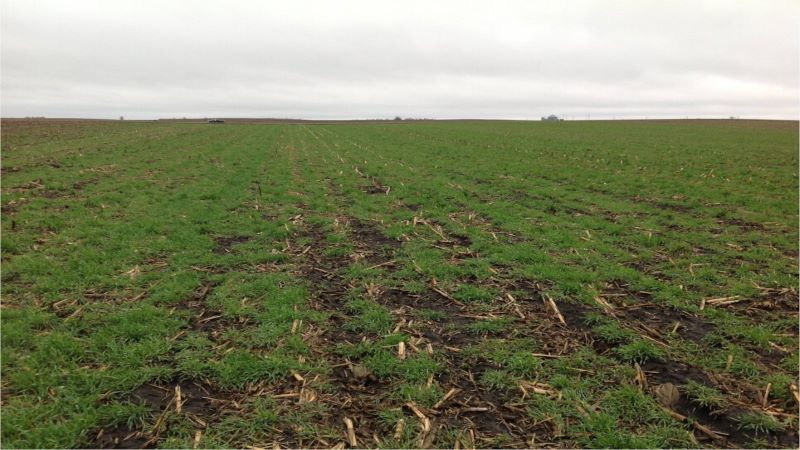 12-06-22 AGRONOMY_PHOTOS_Corn_8690-lowres (1).jpg 12-06-22 AGRONOMY_PHOTOS_Corn_8690-lowres (1).jpg