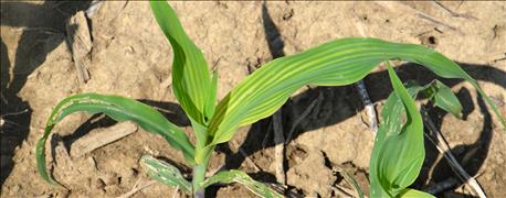 4_possible_causes_striping_corn_1_636011726371624030.jpg