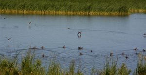 A body of water with ducks surrounded my grassy marsh