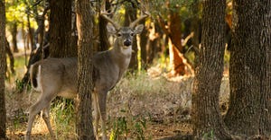 Adult male whitetail deer vigilantly on guard even while feeding in the woods
