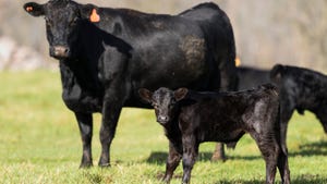 calf and cattle looking at camera