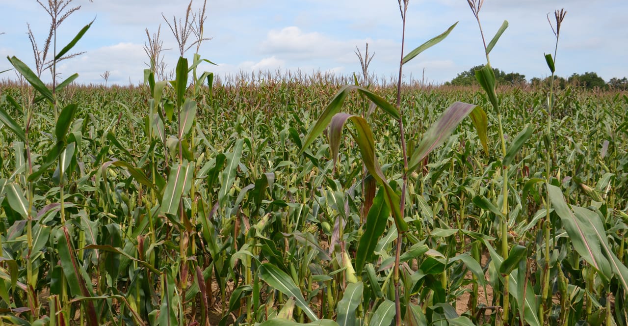 Defeated Corn Deer damage to corn can occur at various times