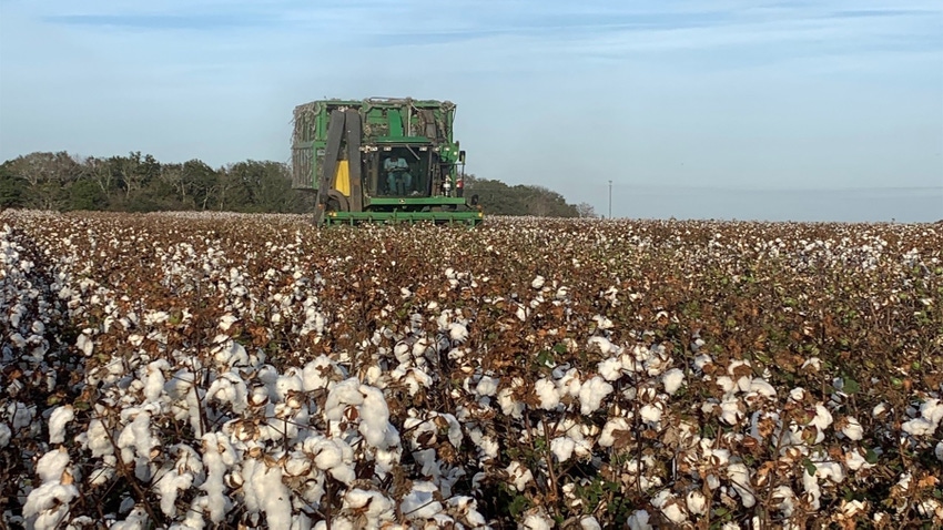 Tractor in cotton field