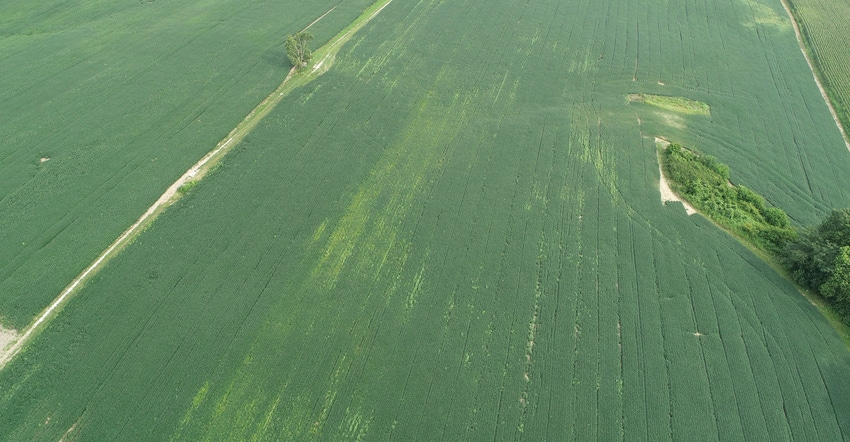 aerial view of soybean field