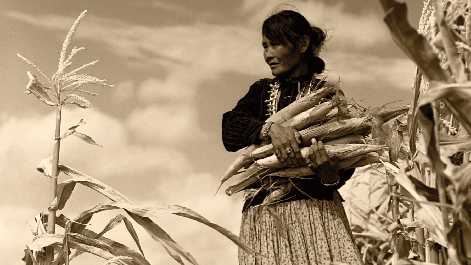 Corbis/Getty Images - in this historic photo, a Navajo farmer picks ears from ripe stalks.