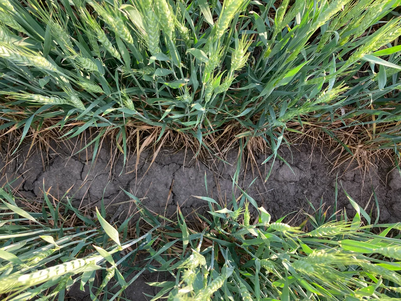 Overhead view of cracked soil and wheat that is maturing faster than normal in drought