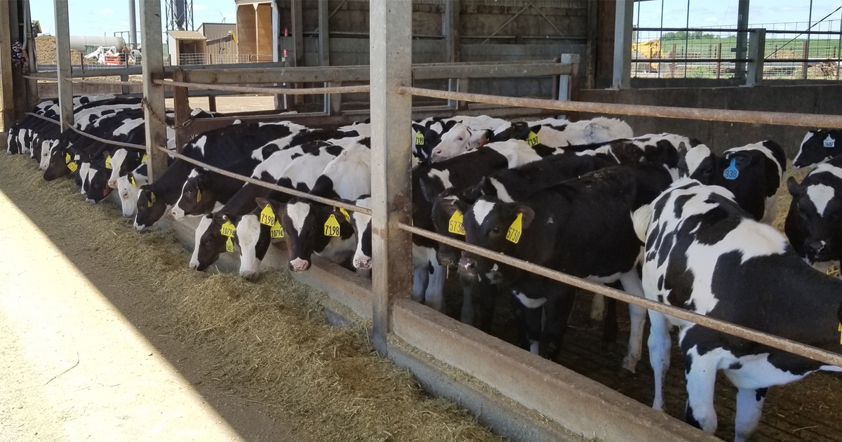 Raising dairy heifers efficiently will improve bottom line