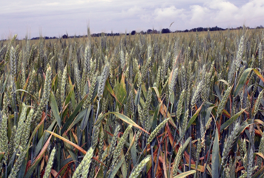 brad-haire-southeastfarmpress-wheat-flowering-3.JPG brad-haire-southeastfarmpress-wheat-flowering-3.JPG