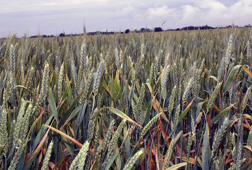 brad-haire-southeastfarmpress-wheat-flowering-3.JPG