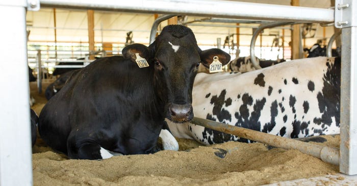 Close up dairy cows resting inside a barn