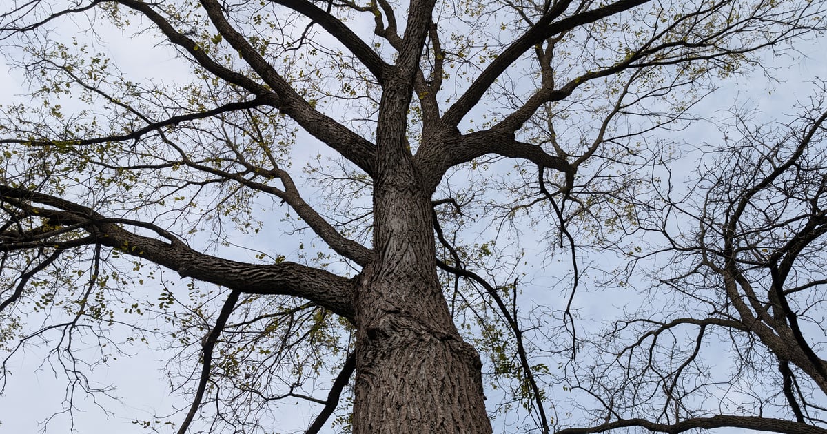 How to reliably manage your walnut trees for veneer