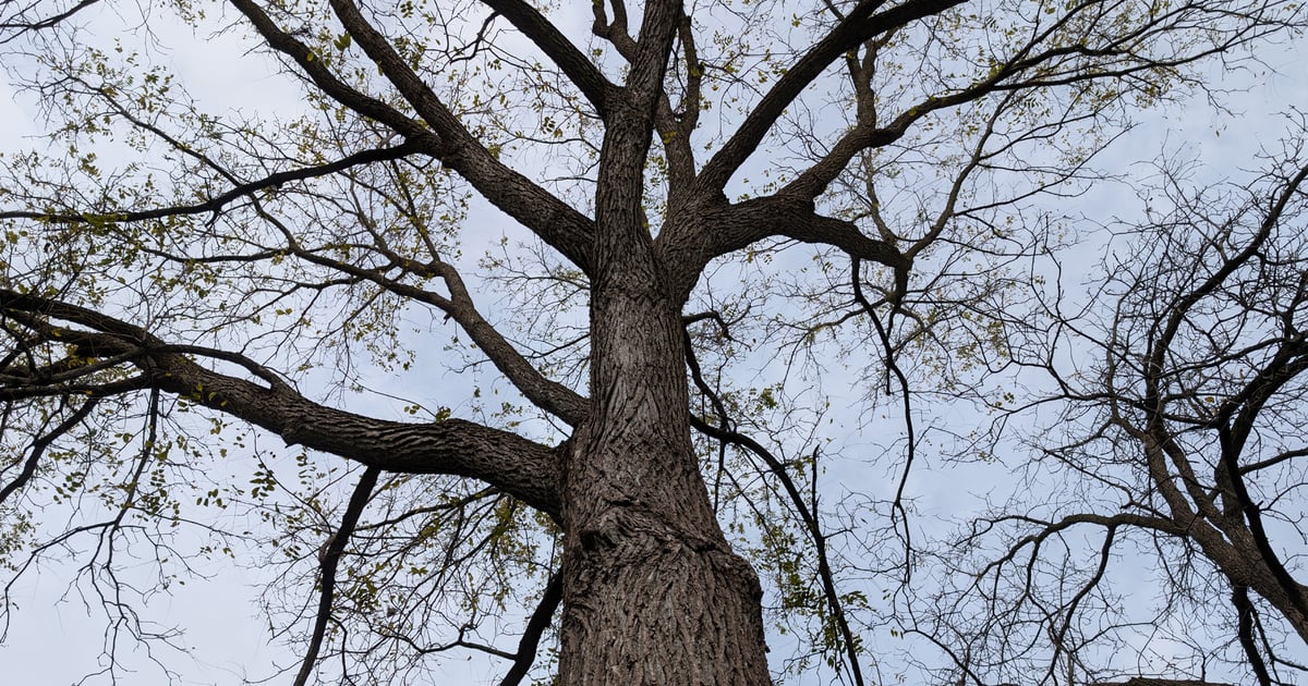 Layered Walnut Tree How to reliably manage your walnut trees for veneer