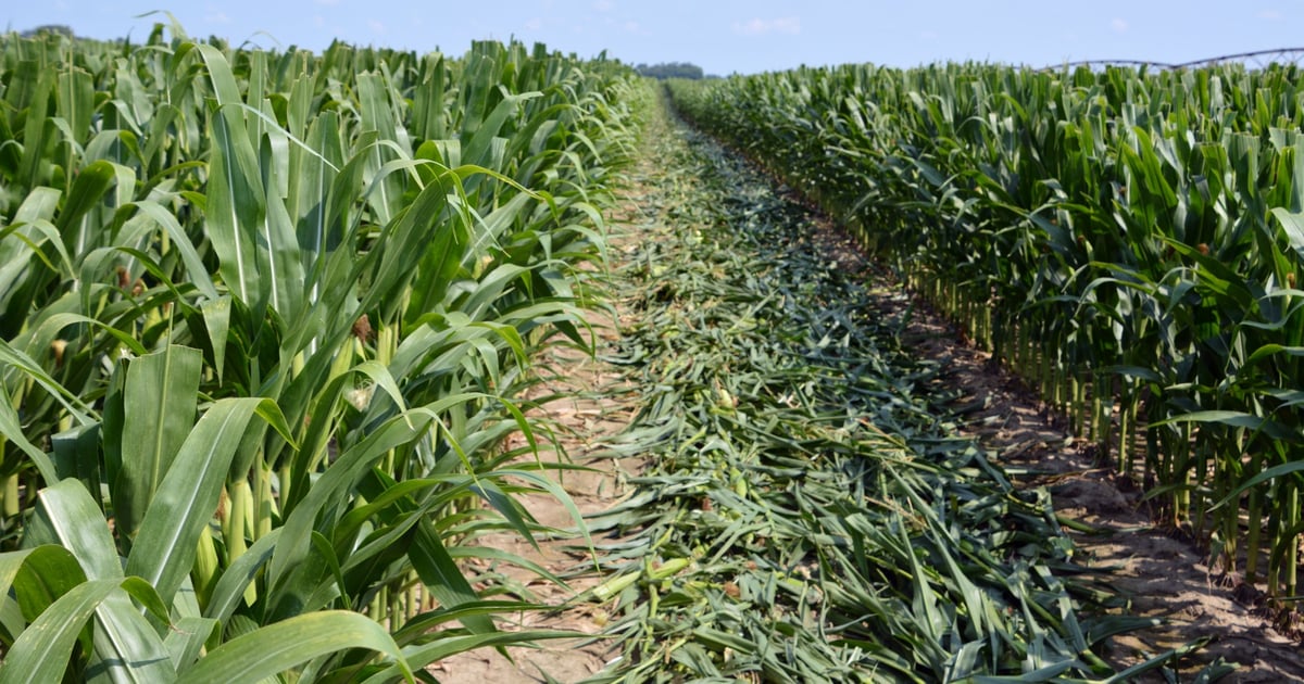 You won’t pick the top in this corn market rally