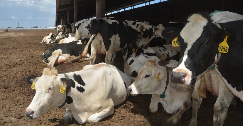 kay-ledbetter-dairy.jpg kay-ledbetter-dairy.jpg