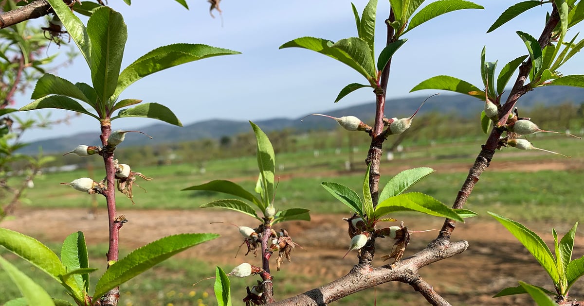 Arkansas peaches, blueberries hit hard by March freeze