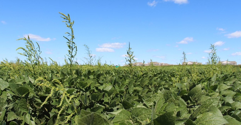 waterhemp waterhemp