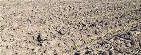 corn_emergence_check_look_saturated_soils_1_635981270842721484.jpg