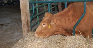 profile of brown cow