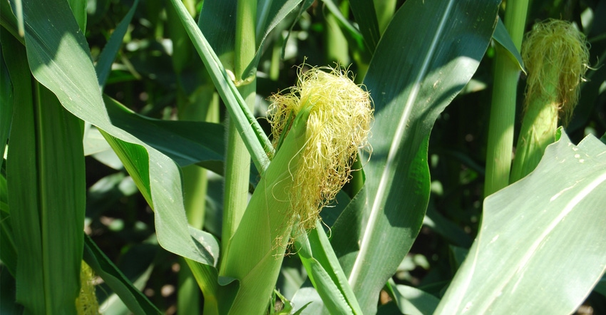 Close-up of corn and tassel