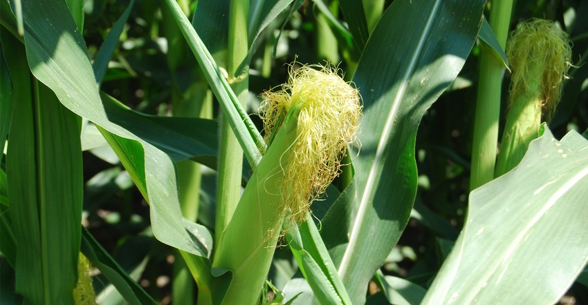Close-up of corn and tassel Close-up of corn and tassel