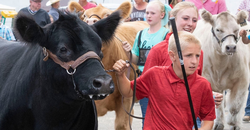 4-H'ers lead their entries into the arena during the Youth Beef Fitting Contest at the Wyoming State Fair in Douglas