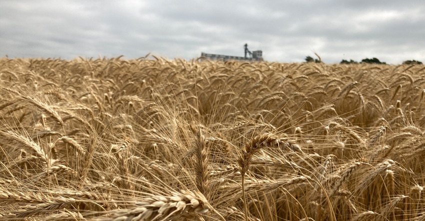 Wheat field Wheat field