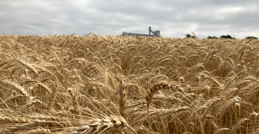 Wheat field