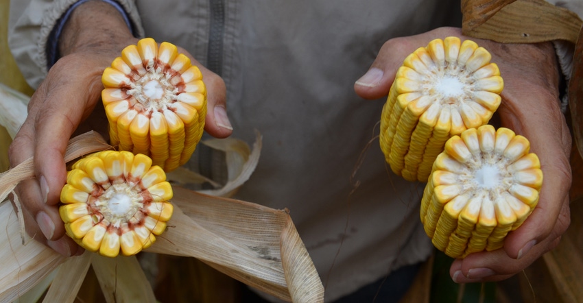 ears of corn cut in half for kernel comparison