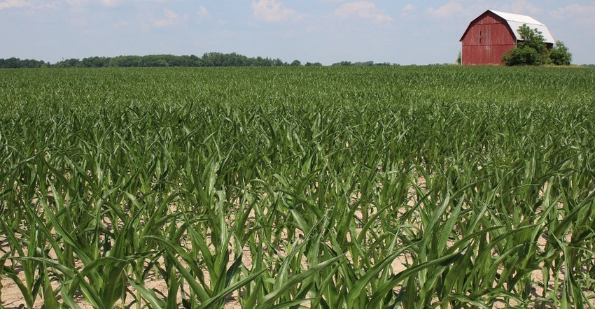Corn field with barn in background Corn field with barn in background