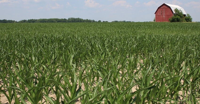 Corn field with barn in background