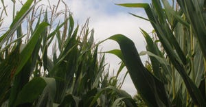 Corn stalks and tassles