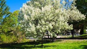 Pear trees in bloom