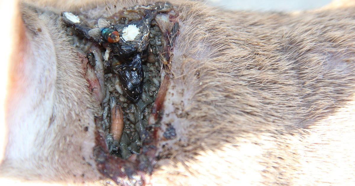 Missouri responds to New World screwworm threat
