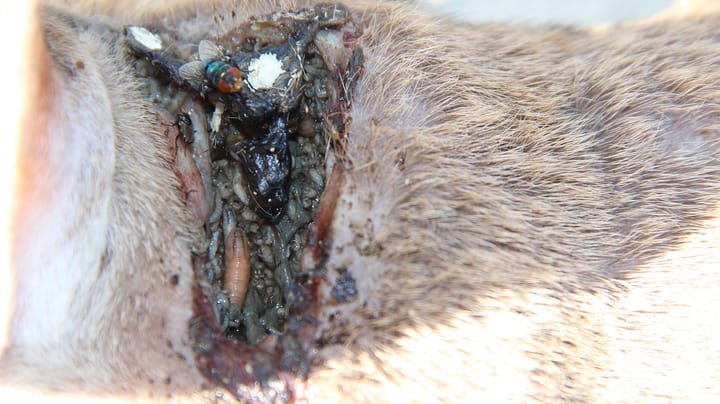 Missouri responds to New World screwworm threat