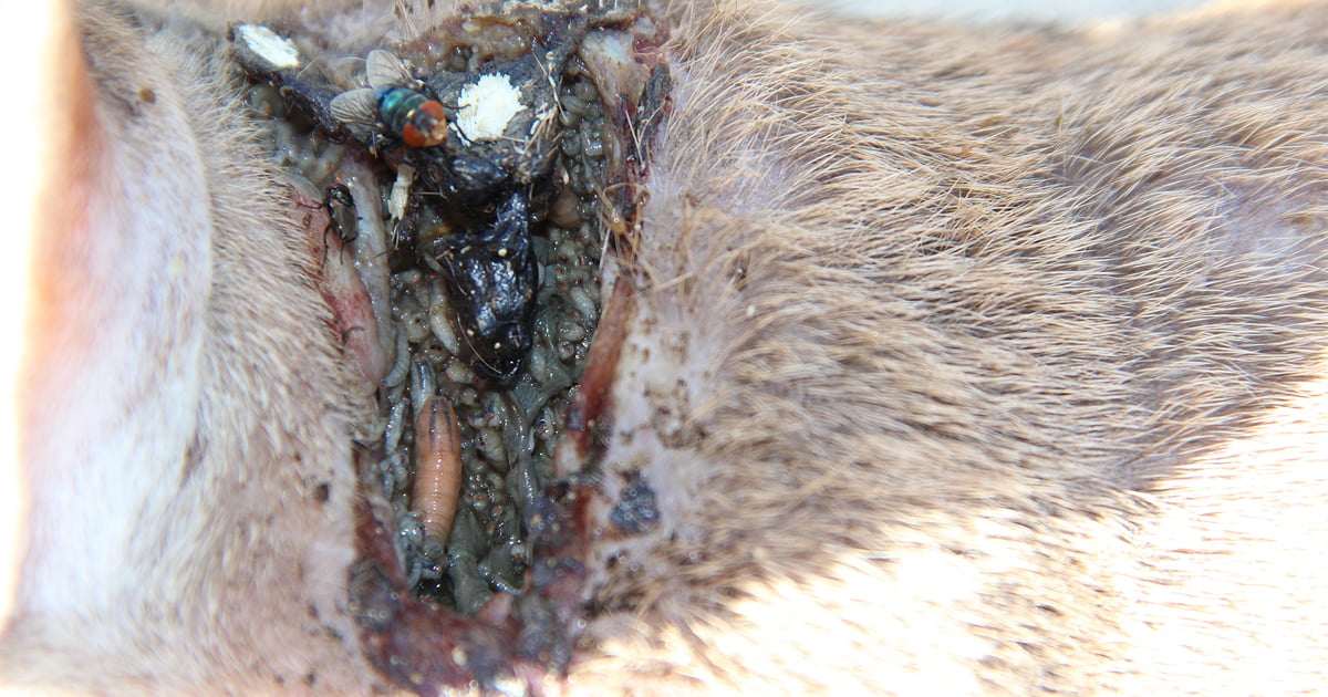 Missouri responds to New World screwworm threat