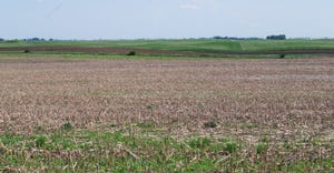 corn being used as a cover crop