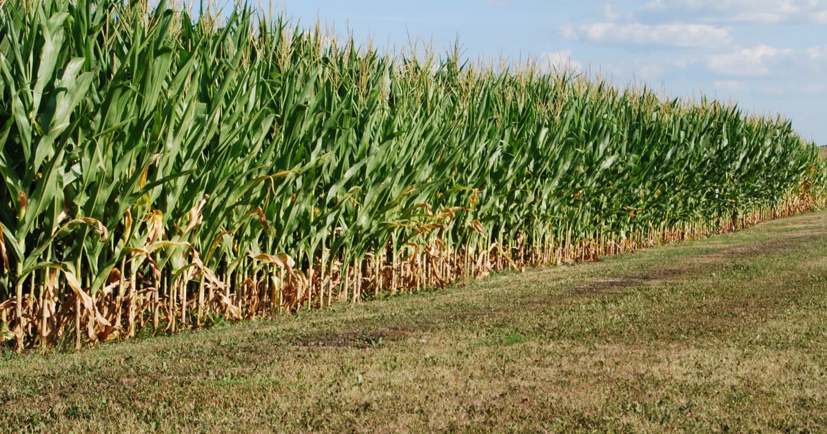 Drought worries southern Iowa farmers