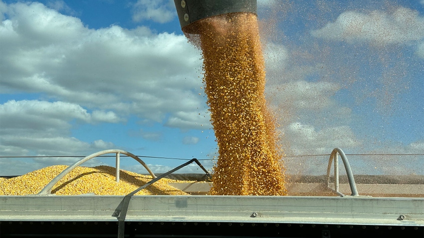 Harvested grain pouring into a truck