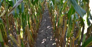 stalks of corn showing signs of nitrogen deficiency 