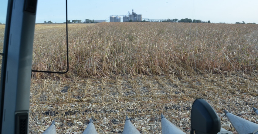 view of partially harvested cornfield from cab of a combine