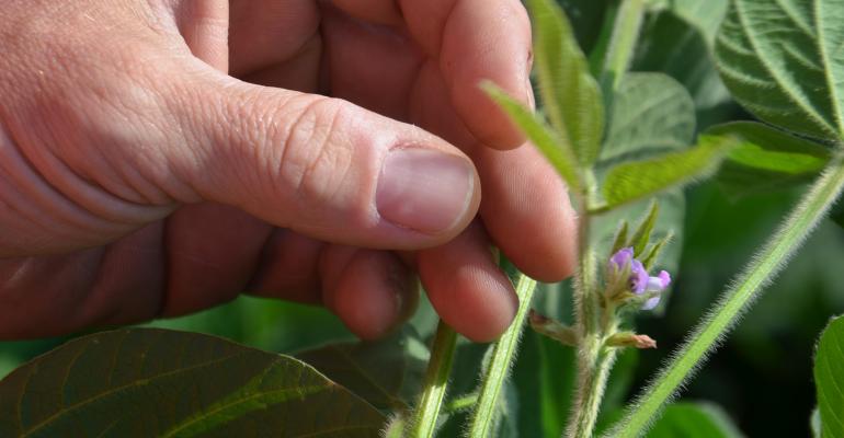 Agronomist examining soybeans