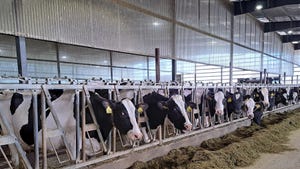  Dairy cows at feeder