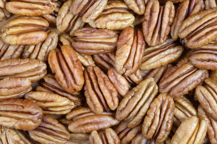 pecans-200534501-001.jpg pecans-200534501-001.jpg