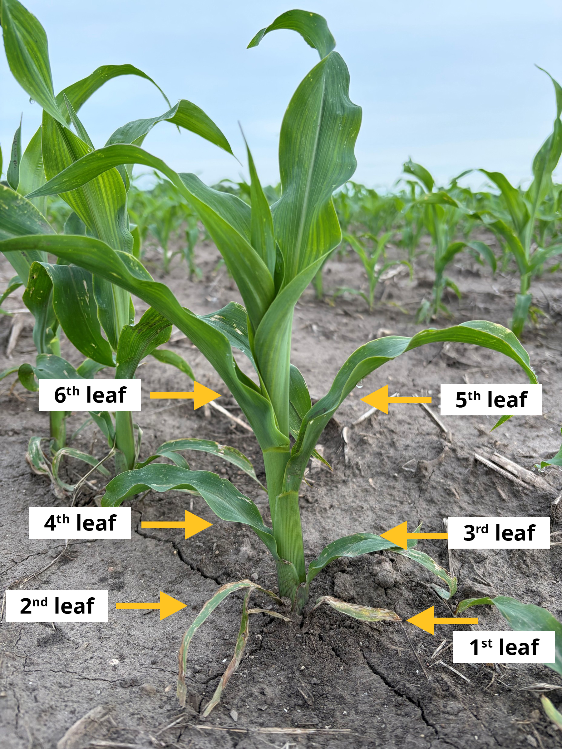 5 important steps to protect corn yield at V6 stage