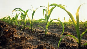 young cornstalk in field