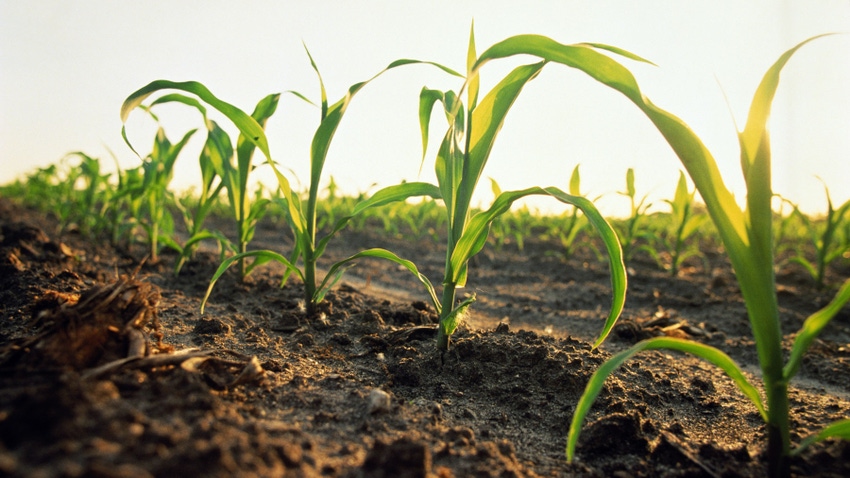 young cornstalk in field young cornstalk in field