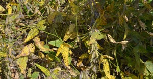 Close up of soybean lodging