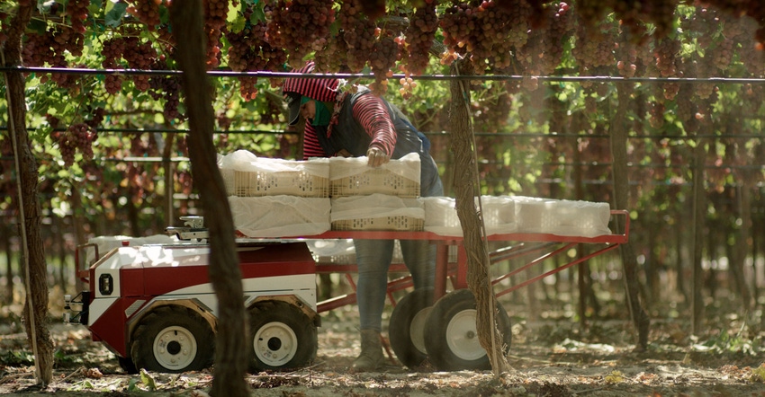 A worker uses a Carry robot to move table grape baskets from the row out to be picked up A worker uses a Carry robot to move table grape baskets from the row out to be picked up